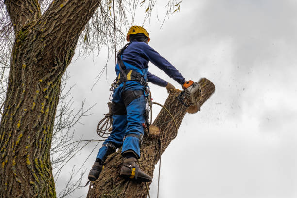 Best Commercial Tree Services  in Ammon, ID